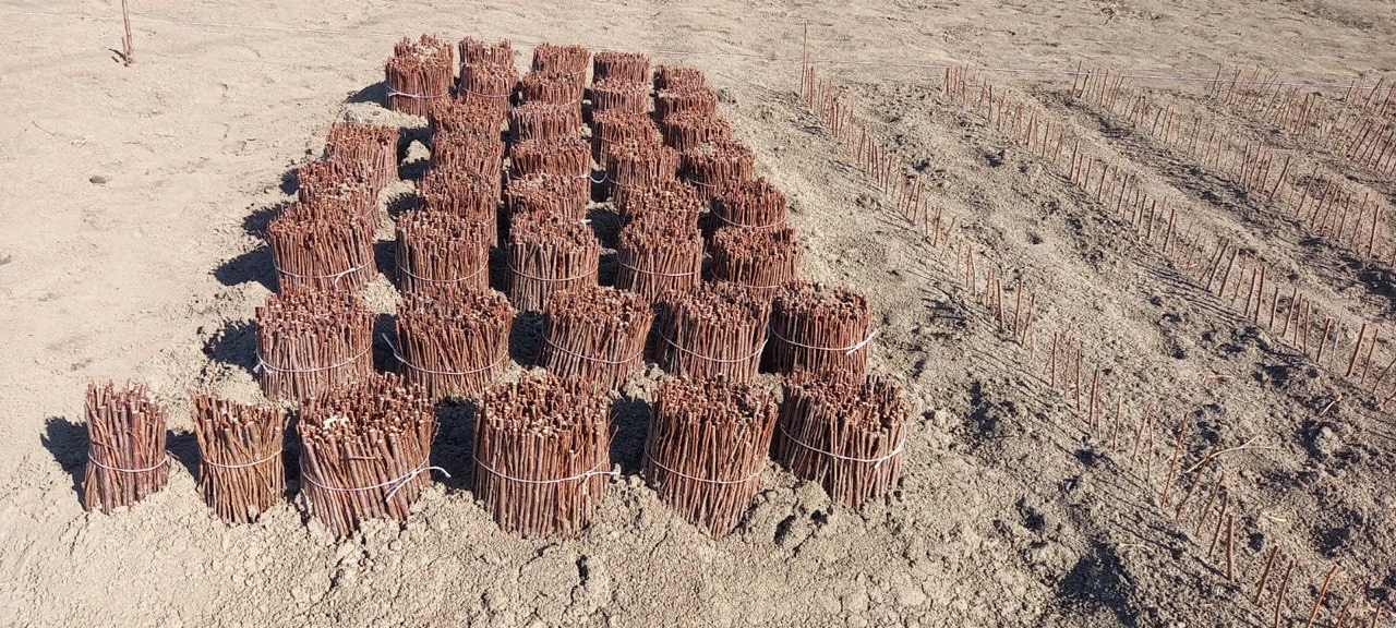 Производство саженцев плодовых культур в Дагестане в 2025г выросло почти на 8%